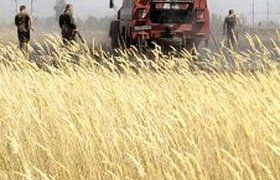 Цены на пшеницу в мире подскочили из-за спекулянтов и пожаров в России
