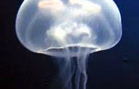 В Москве-реке появились морские медузы