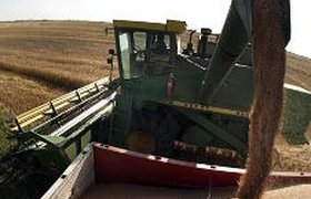 Цена пшеницы выросла после снижения прогнозов сельхоздепартамента США