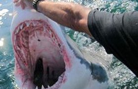 Поймана акула, напавшая на российских туристов в Шарм-эль-Шейхе