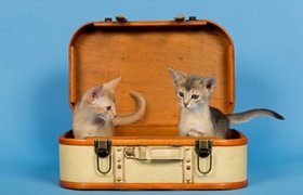 Истории о потерянном багаже: страдающие коты, испорченные деликатесы и многое другое