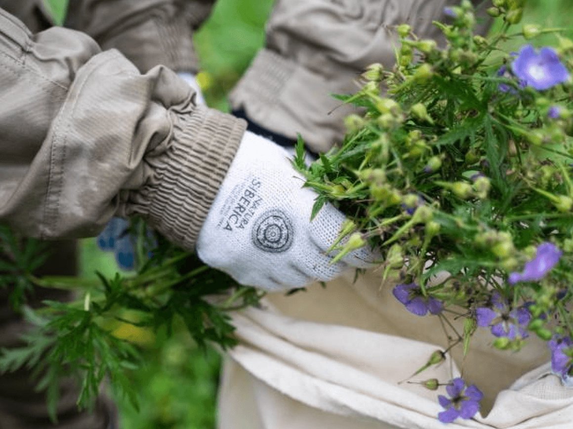 Natura Siberica расширит розничную сеть на треть за ближайший год