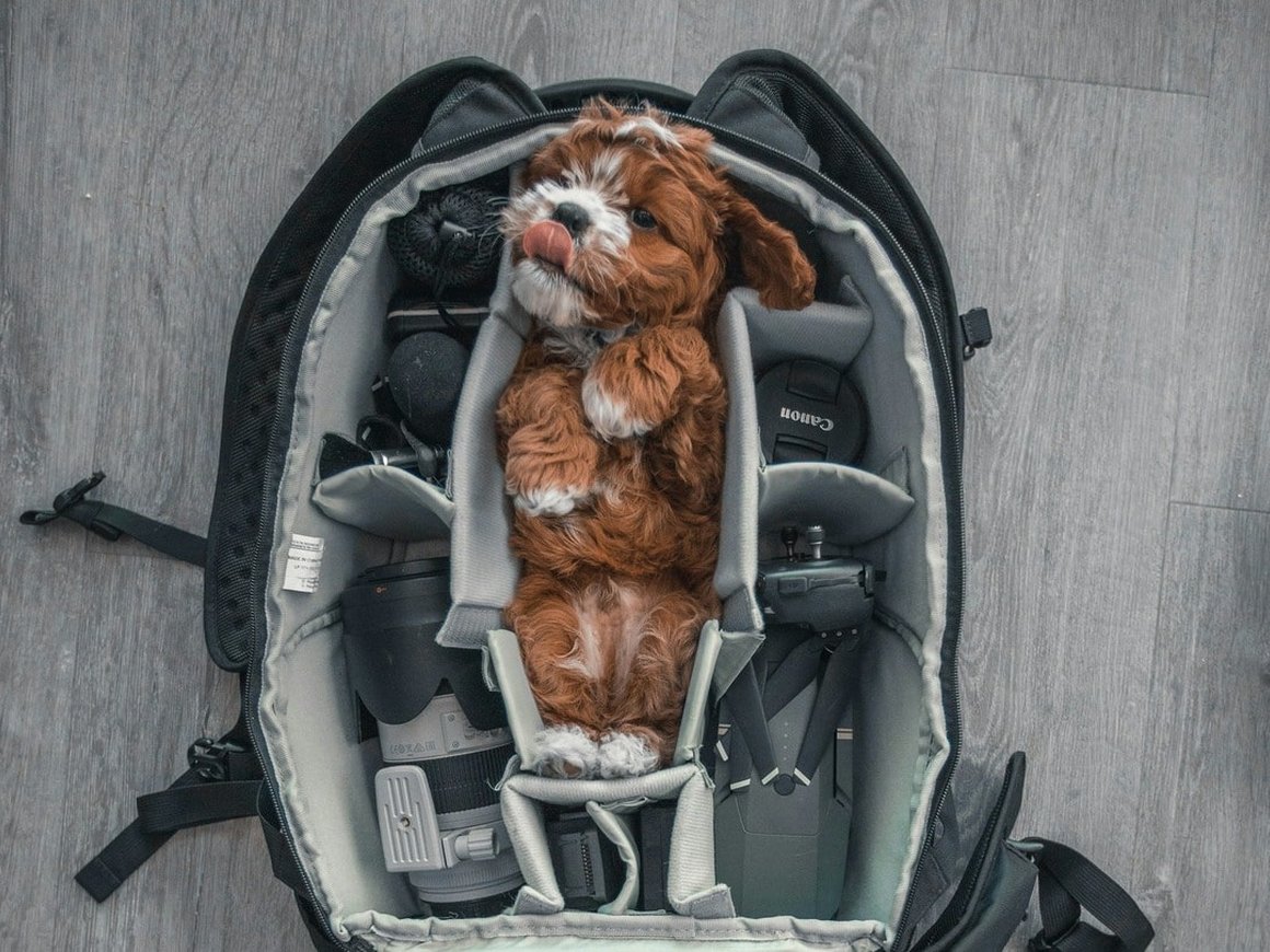 В США появится авиалиния для собак