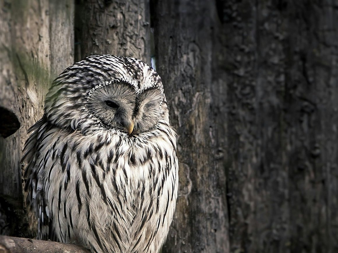 Отключите будильник: как преуспеть, если вы — сова