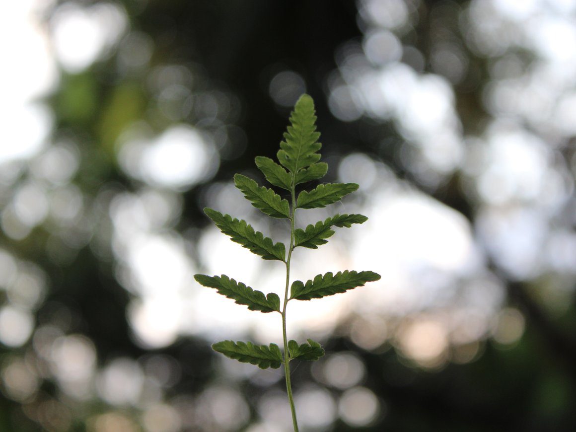 «Тинькофф Капитал» запустил фонд для инвестиций в экотехнологии