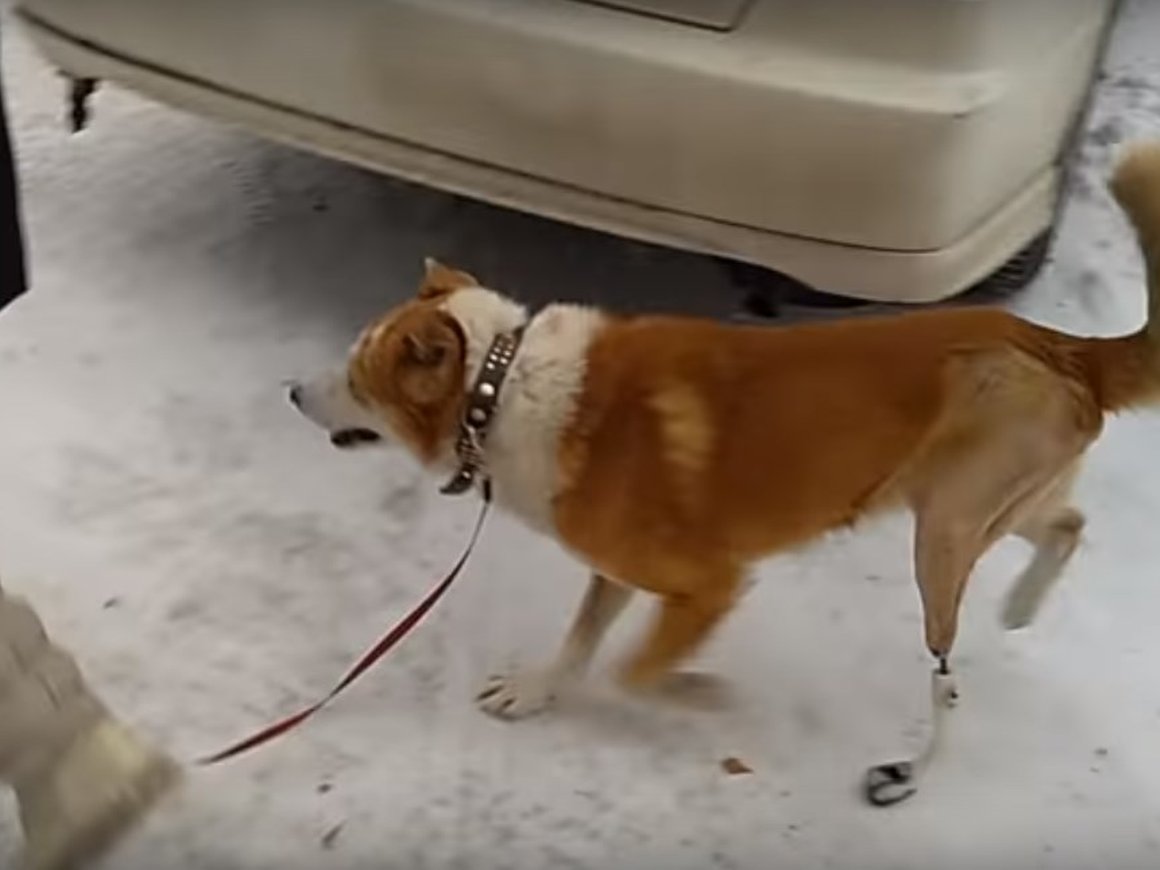 В России на 3D-принтере изготовили эндопротез для собаки