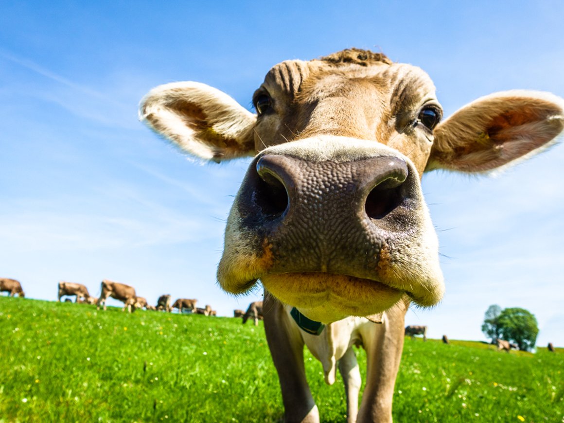 МТС протестирует умные датчики для крупного рогатого скота