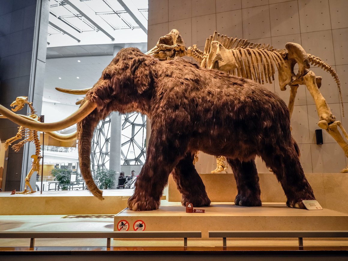 Ученые из СПбГУ помогли выяснить настоящие причины вымирания мамонтов