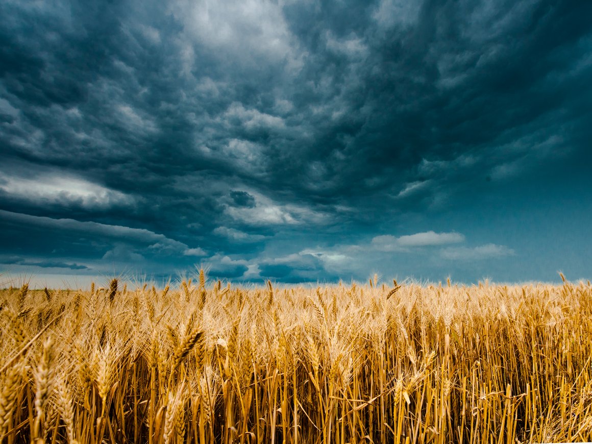 Страхование урожая от непогоды и безопасность путешествий в эпоху COVID-19: блокчейн-дайджест