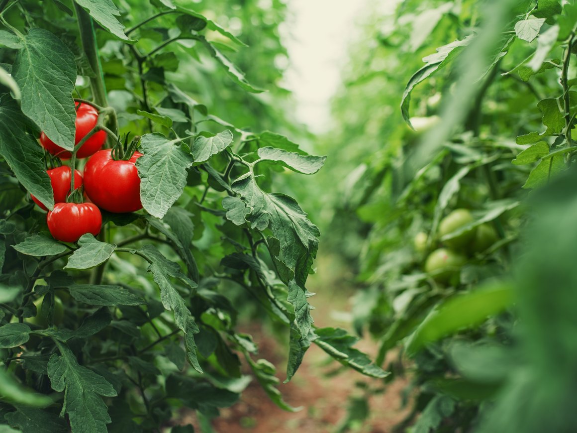 В США разработан сельскохозяйственный робот, который будет опылять растения на закрытых фермах