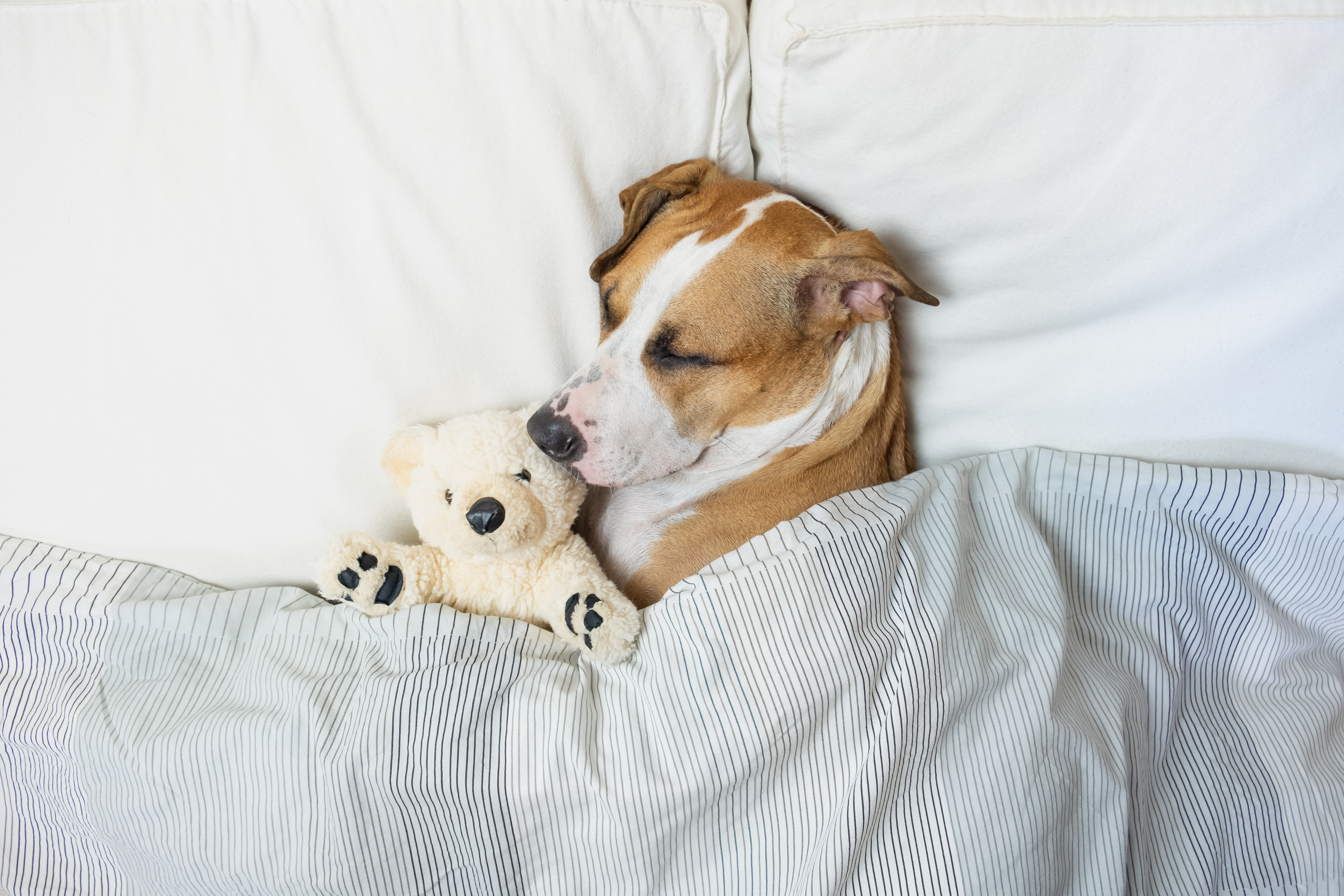 Почему собаки спят на кровати. Кровать для собаки. Животные спят.