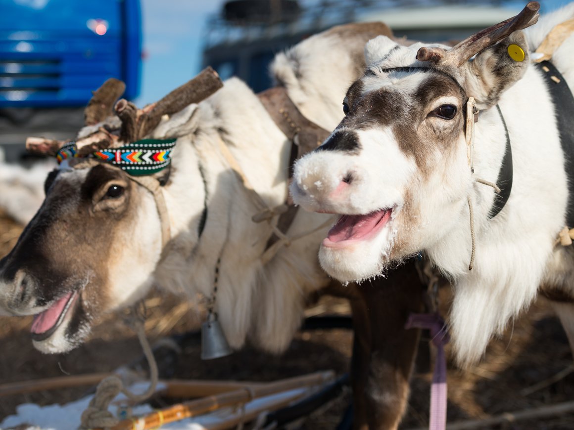 Якутия представила NFT-коллекцию оленей и начала выпуск фьючерсов на поставку оленьих пантов