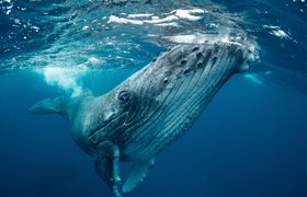 Спасти китов: воронежский проект Save Whales одержал победу на Webby Awards