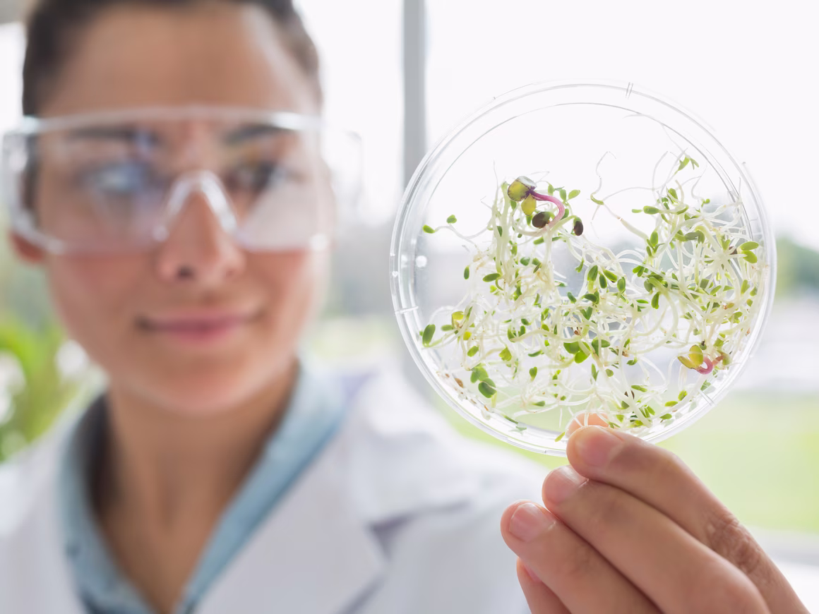 Ученые из MIT научились создавать растительные ткани в лаборатории