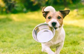 Стартап по генетическому исследованию собак Embark Veterinary достиг оценки в $700 млн