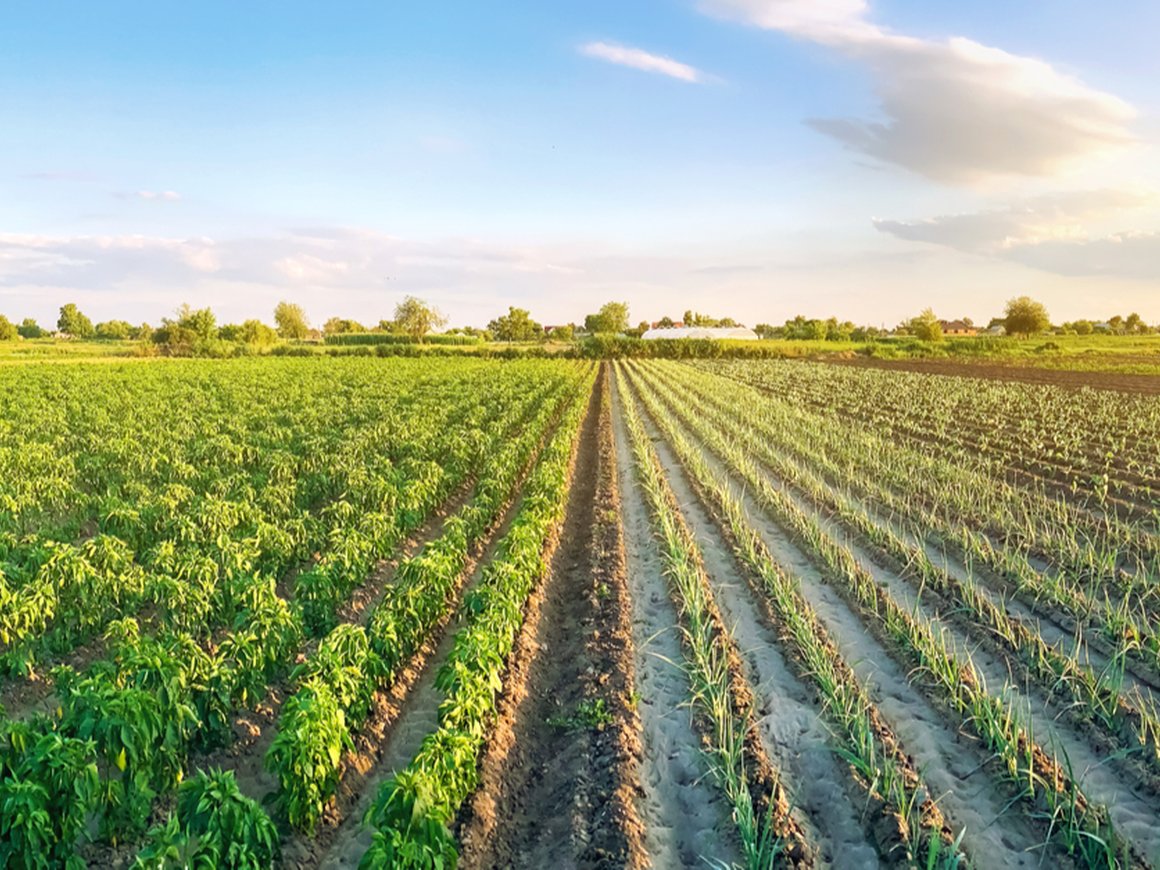 Ведением «умного» растениеводства займется разработанная «Ростехом» платформа