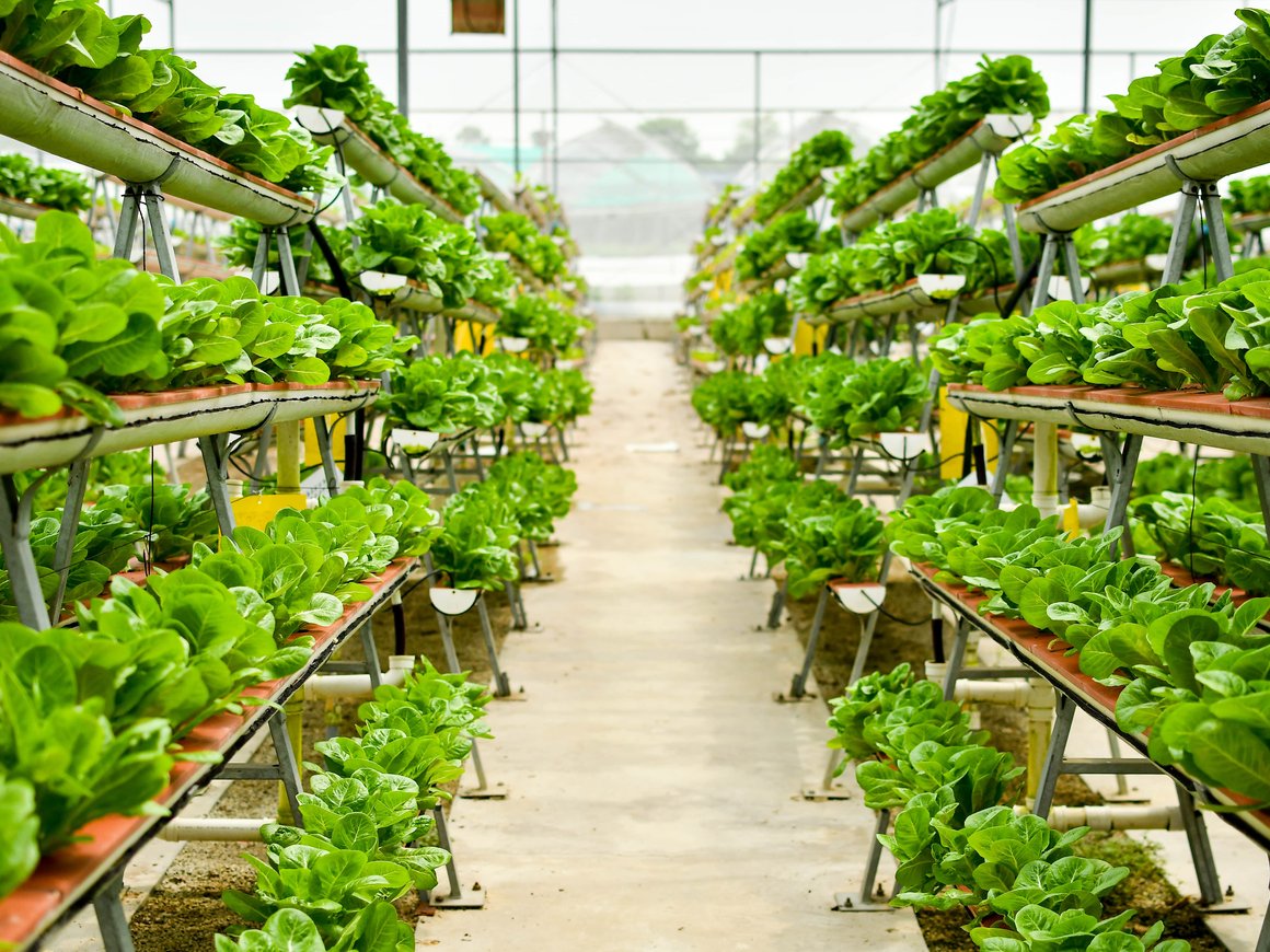 В Дубае заработала крупнейшая в мире вертикальная ферма