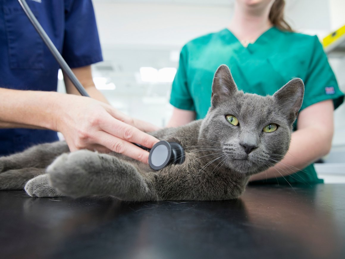 «Инвитро» запустила сеть клиник для лечения животных