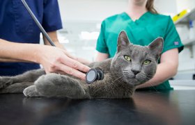 «Инвитро» запустила сеть клиник для лечения животных