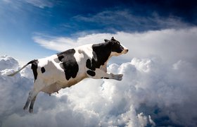 Супертелка Серена: ИИ помог калужской ферме достичь рекордного надоя молока с одной коровы