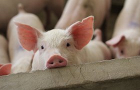 Ученым удалось оживить клетки свиней спустя несколько часов после смерти