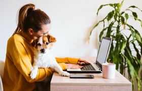 «Сегодня я работаю со своим питомцем»: как сделать офис pet-friendly