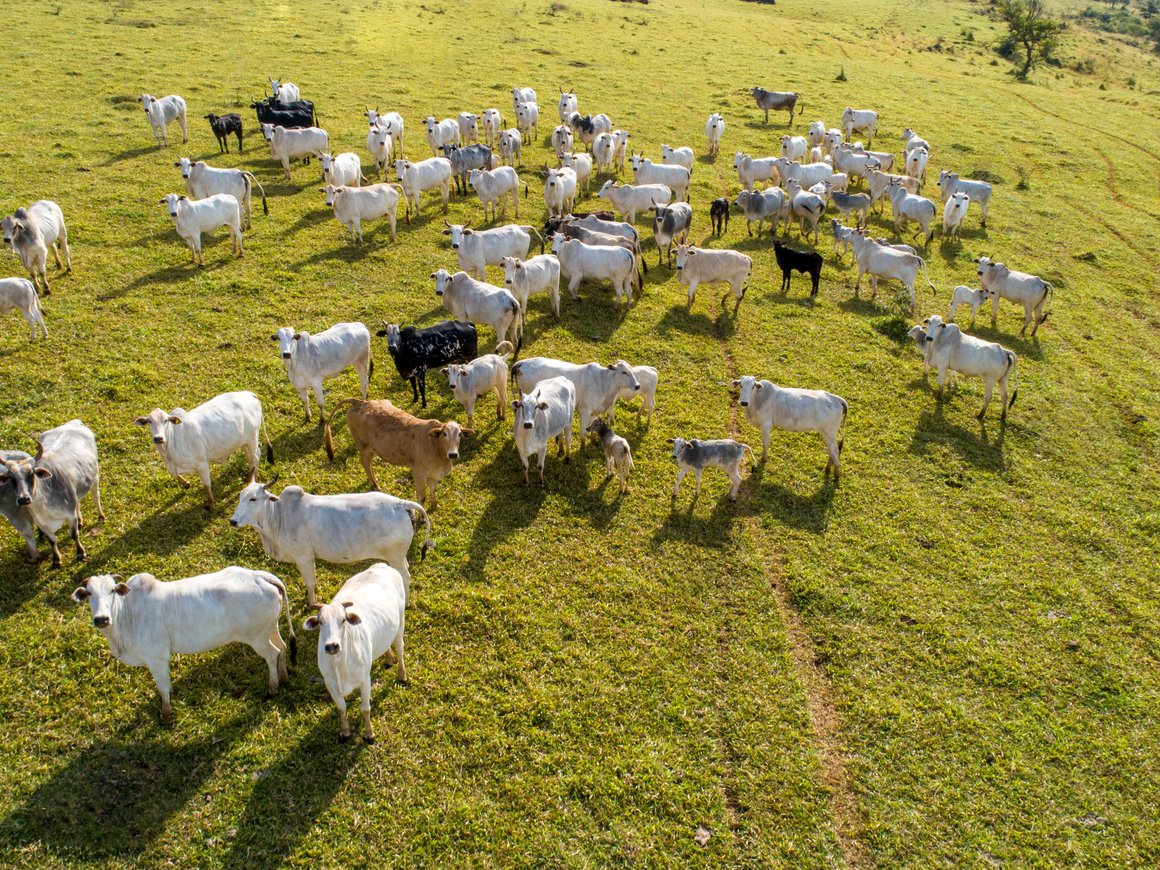 AgroCode Conf 2022: подключайтесь к самому длинному питчингу AgroTech-стартапов