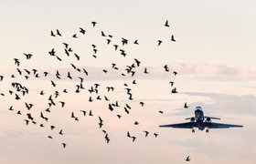 Разработка «Ростеха» отследит полеты птиц и защитит от них самолеты