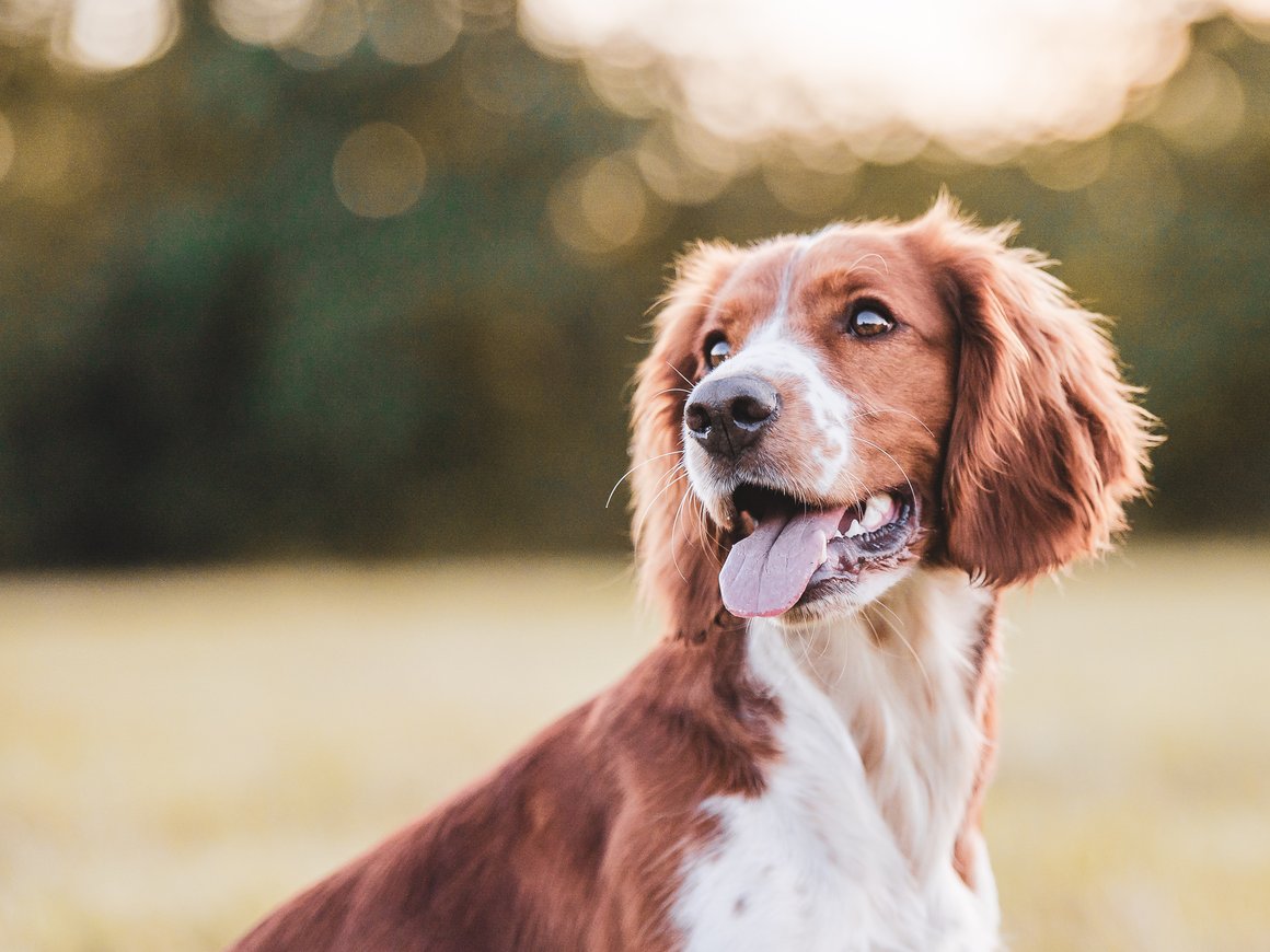 Накормить, погулять, вылечить — большая подборка российских PetTech-проектов