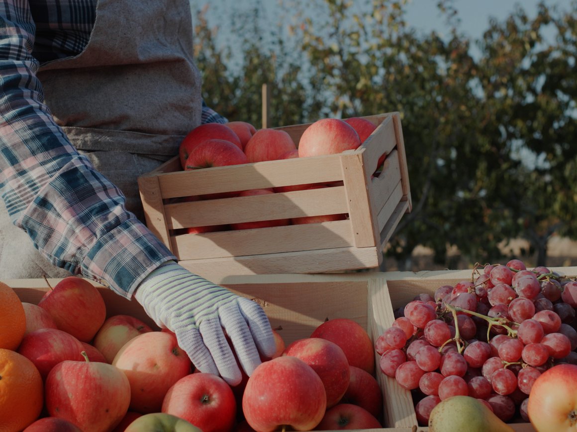 Закрылся проект сооснователя «Пятёрочки» и бывшего гендиректора «Бизнес Молодости» «Агро24»