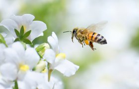 Как ученые восстанавливают популяцию пчел с помощью роботов и искусственных ульев