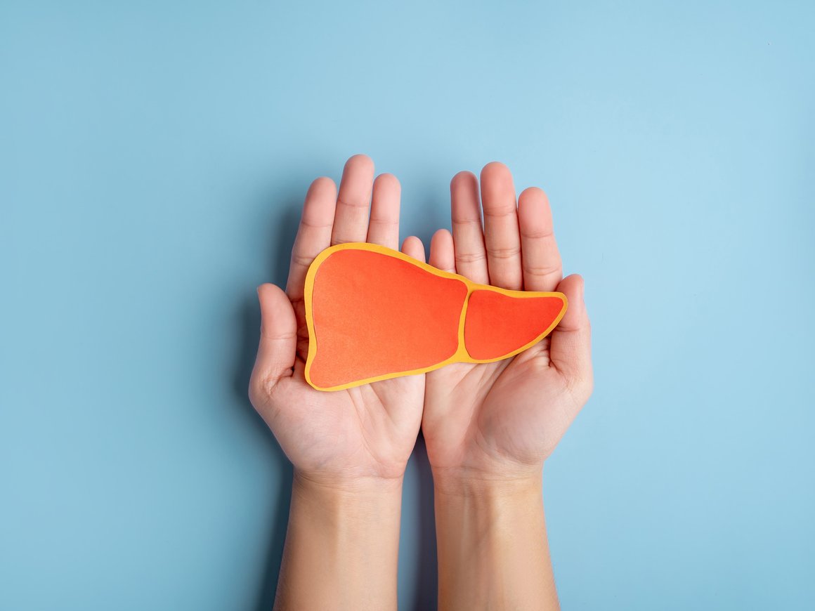 Ученые смогли вырастить вторую печень внутри живого организма —  и готовятся к испытаниям на добровольцах