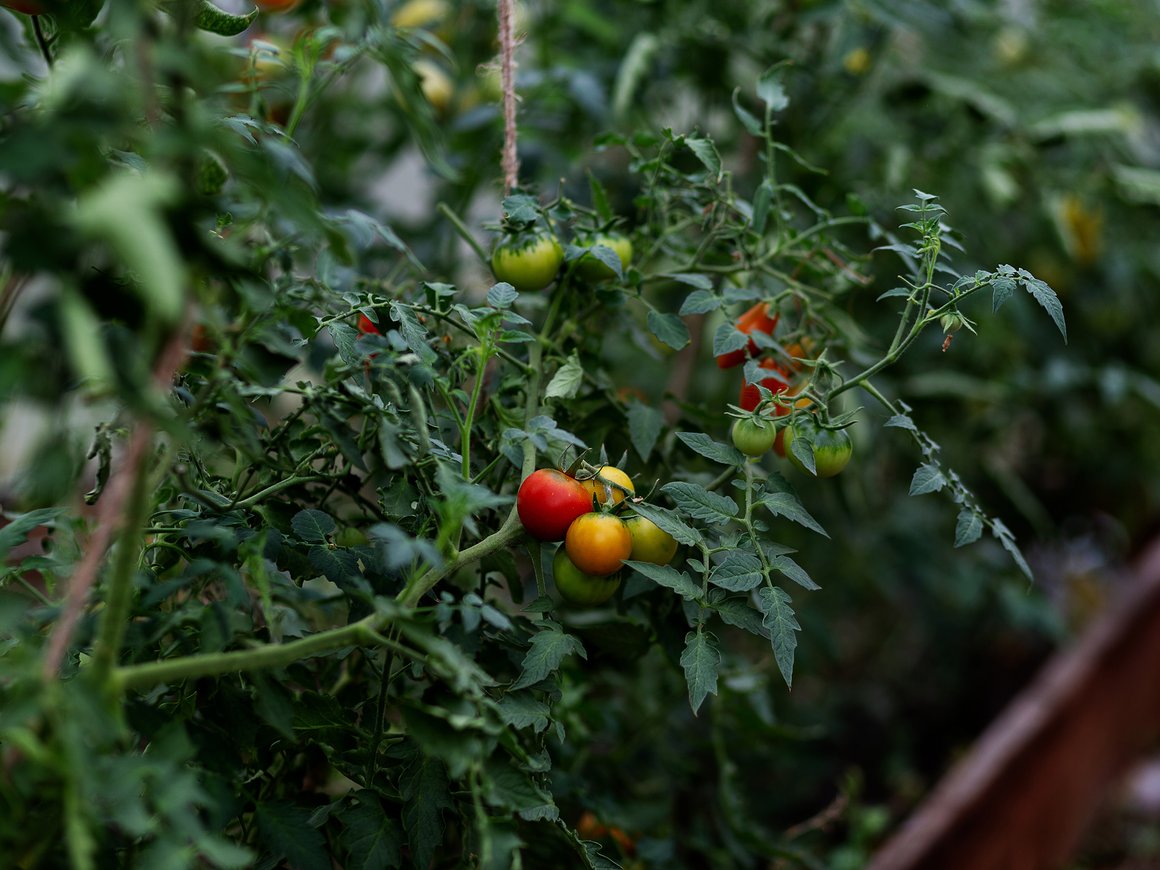 Можно ли выращивать растения в темноте? Ученые нашли способ