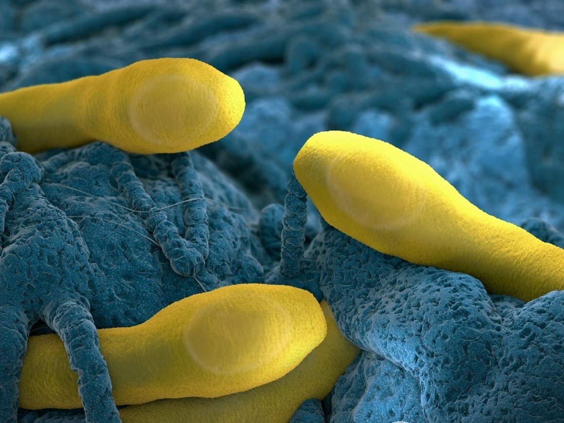 Три человека задержаны по делу о массовом отравлении готовой едой в Москве