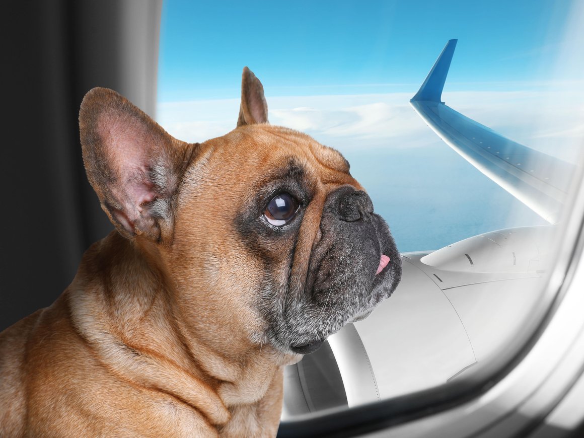 «Аэрофлот» разрешил провозить животных на пассажирском кресле