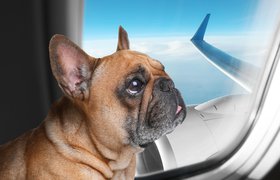 «Аэрофлот» разрешил провозить животных на пассажирском кресле