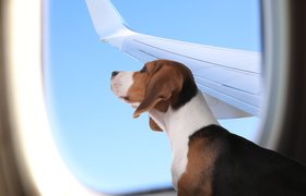 «Аэрофлот» протестирует сервис перевозки животных на соседнем пассажирском кресле