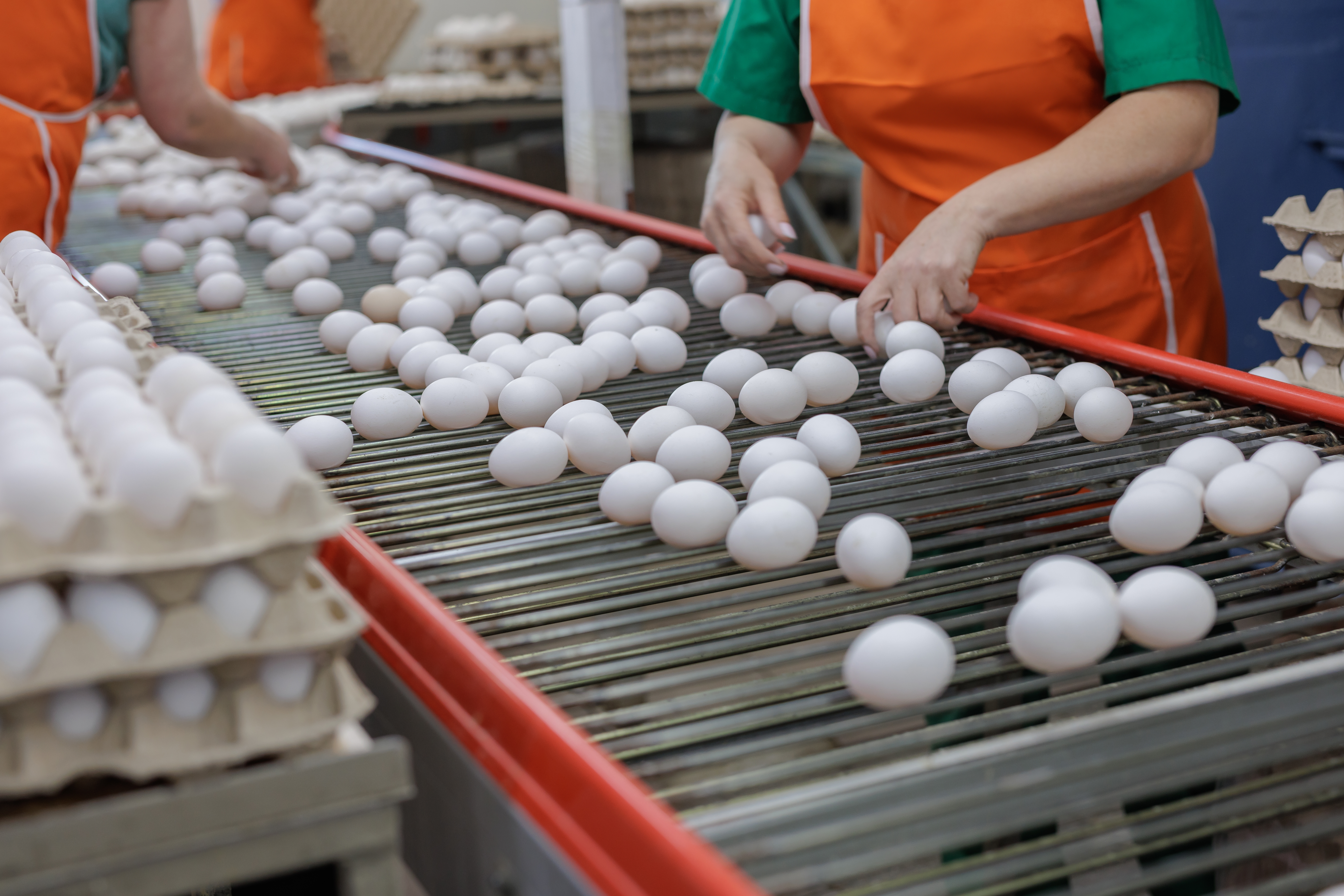 Птицефабрики в России с ноября повысят цены на куриные яйца на 5–12%
