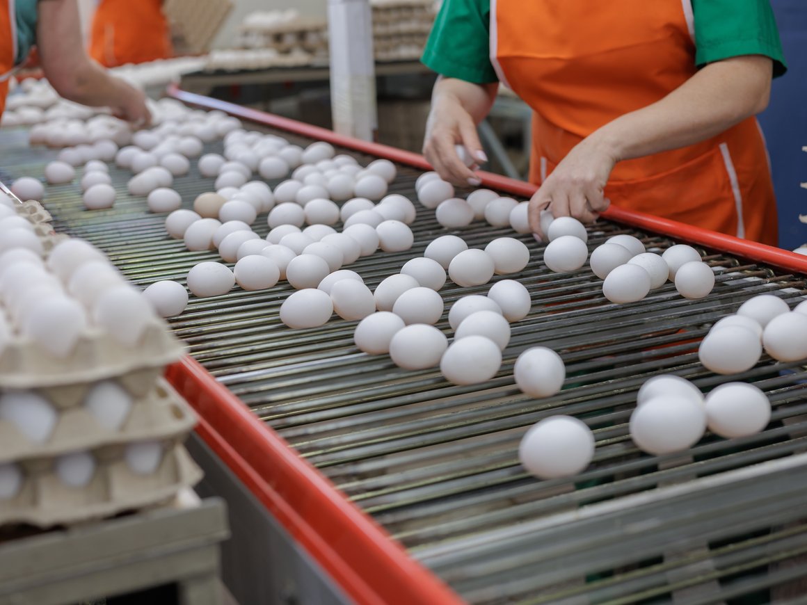 Птицефабрики в России с ноября повысят цены на куриные яйца на 5–12%