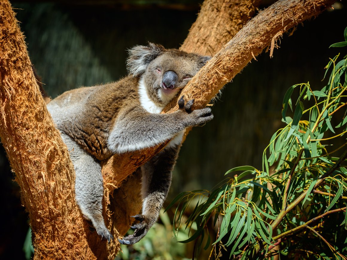 Искусственный интеллект для оценки популяции коал и влияние COVID на AR/VR: TechTrends-дайджест