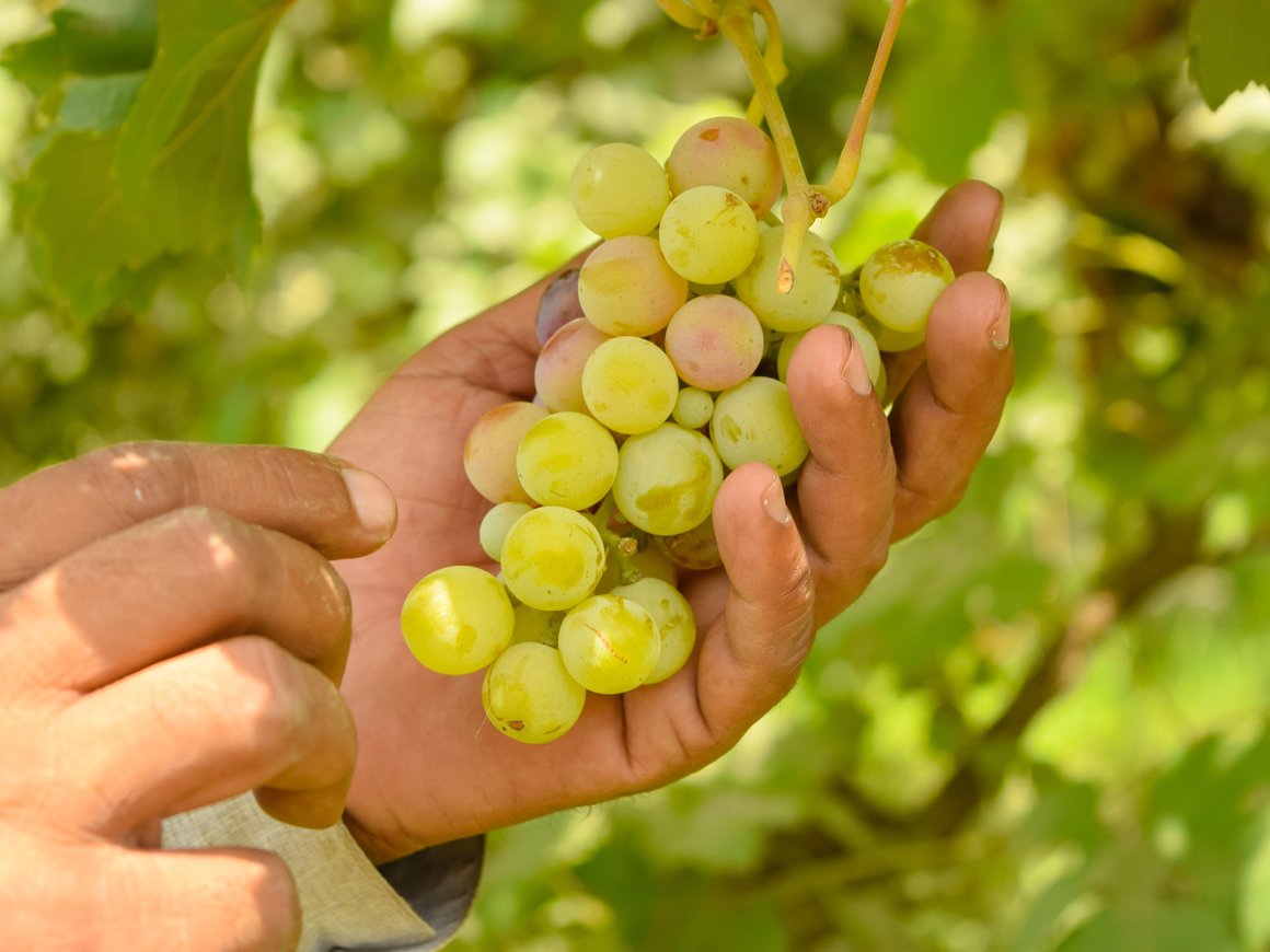 Экспорт чешского вина в Россию вырос в четыре раза в 2024 году