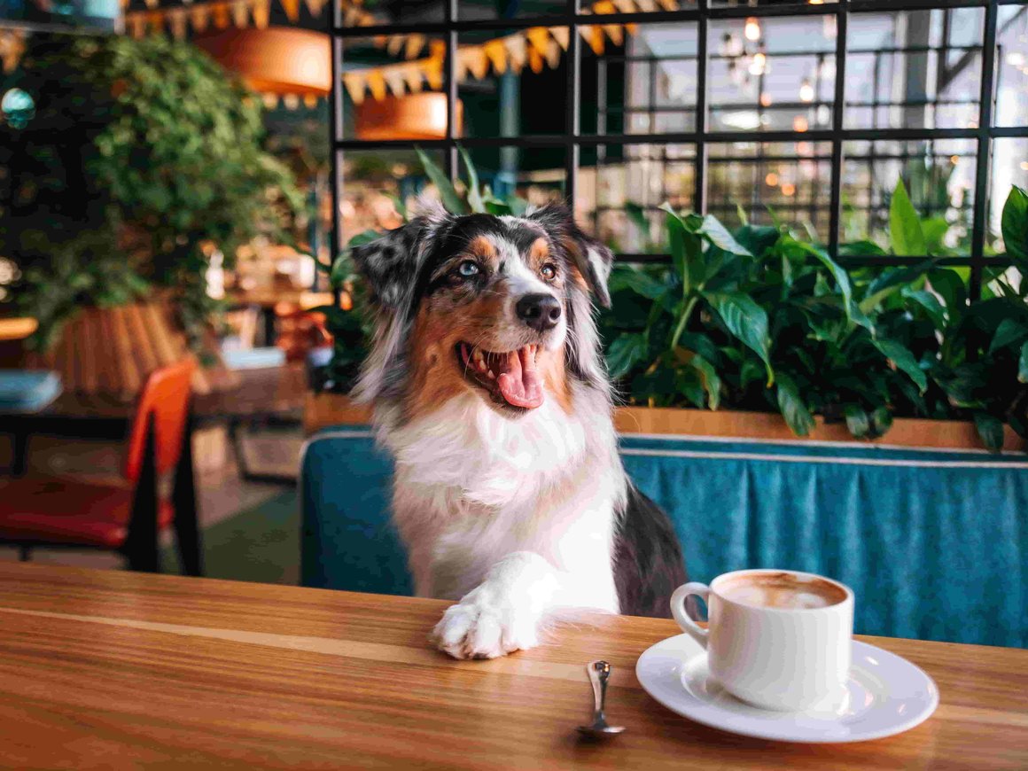 Ozon предложил сделать часть пунктов выдачи заказов pet-friendly