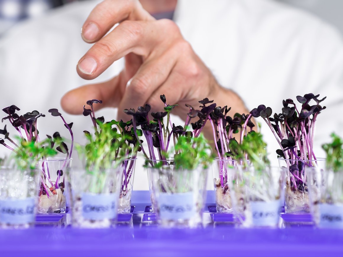 Заявка на лидерство: ОАЭ запускает центр FoodTech-инноваций