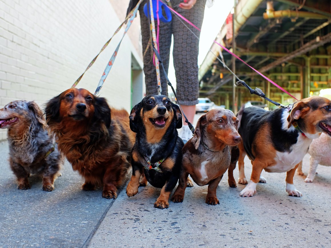 Эксперты назвали лучшее время года для бизнесов по выгулу собак и ремонту мототехники