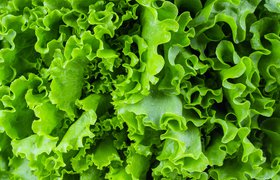 Поставщик овощей «Вкусно — и точки» открыл под Краснодаром комплекс по выращиванию салатов