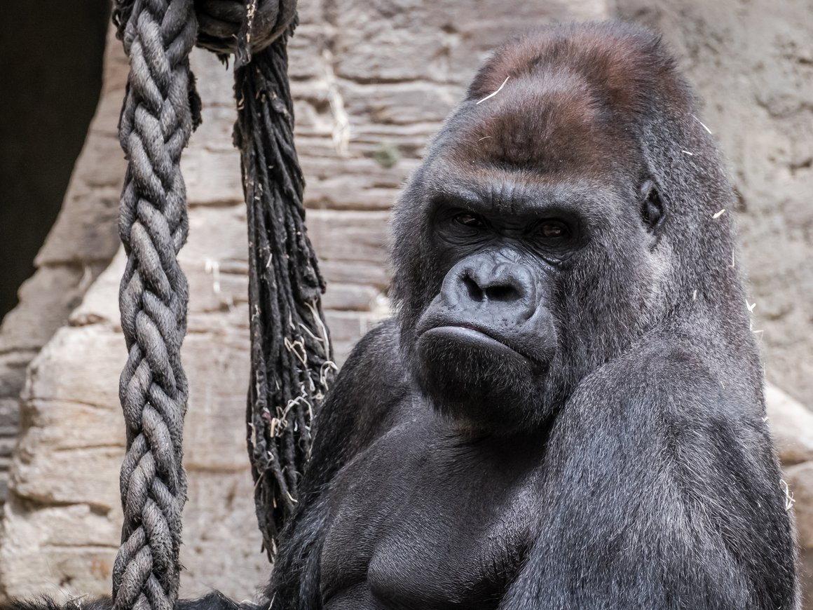 Как справиться с токсичным руководителем и проявить лидерские качества