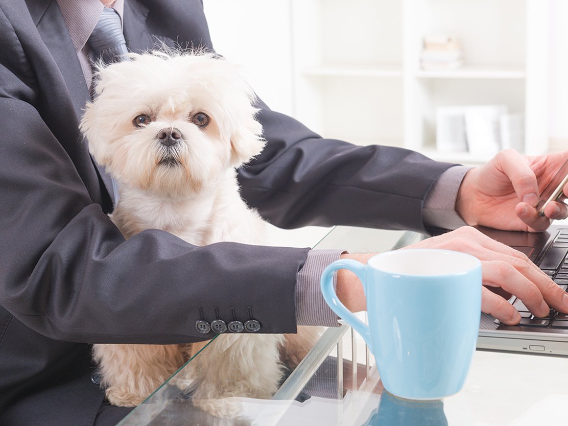 Культура pet-friendly делает работодателя привлекательнее — исследование