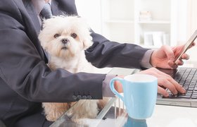 Культура pet-friendly делает работодателя привлекательнее — исследование