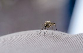 Эта ткань защищает от укусов комаров — и подойдет даже для тропиков