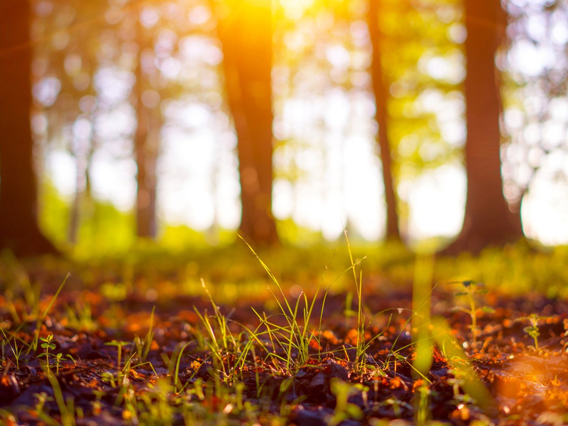 День эколога: как российские компании помогают оберегать окружающую среду